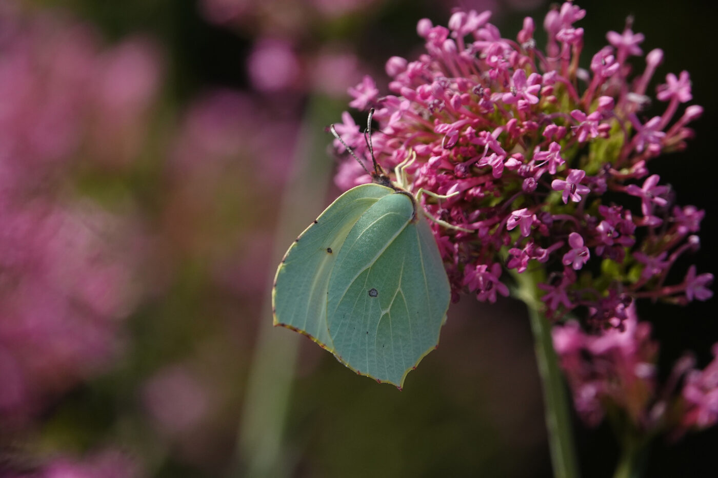 Citron, papillon, photo prise dans le Parc naturel régional Corbières-Fenouillèdes