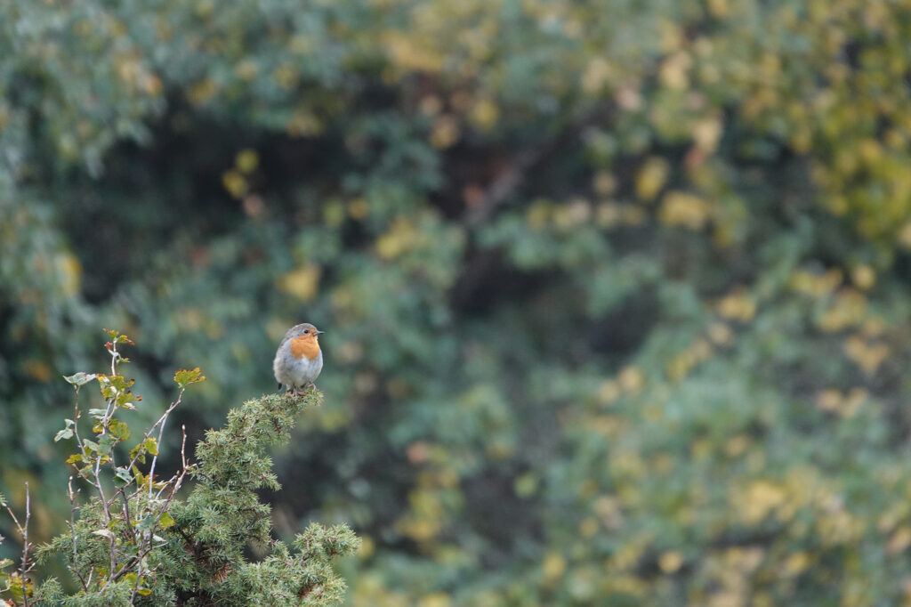 Rouge gorge familier