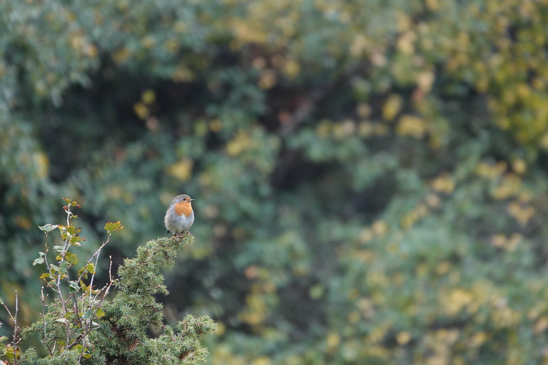 Rouge gorge familier