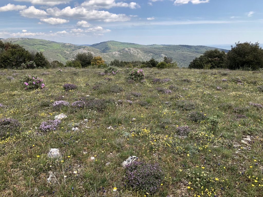 VTM, réguler la circulation des véhicules terrestres motorisés pour préserver les pelouses et leur cortège floristique.