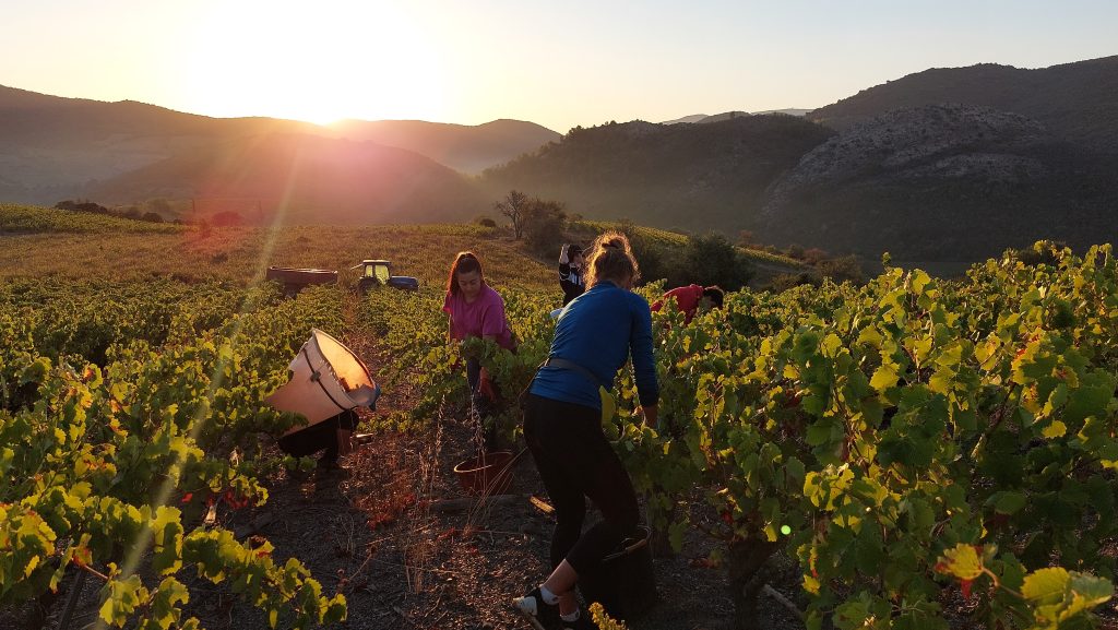 Vendangeurs dans les vignes, Villeneuve-les-Corbières, PNR Corbières-Fenouillèdes