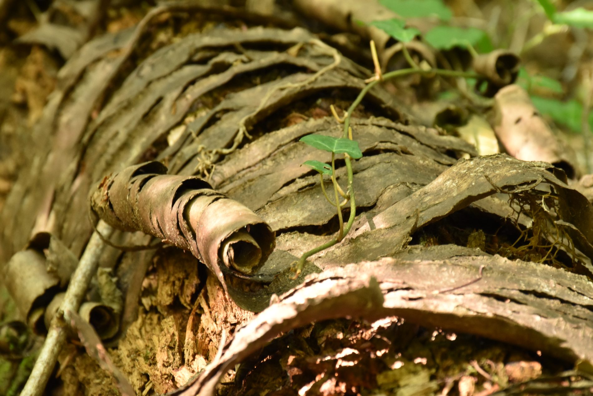 Ecorce - Parc naturel régional Corbières-Fenouillèdes