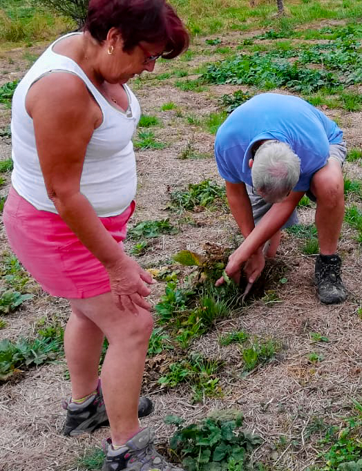 Récolte de navets à Salza
