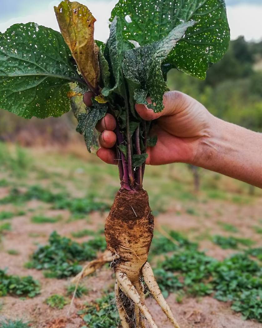 Navet de Salza, une culture traditionnelle en Corbières-Fenouillèdes