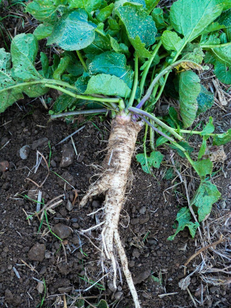 Reprise de la culture du navet de Salza