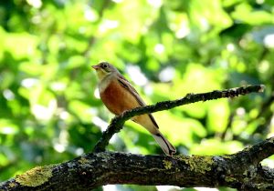 Bruant ortolan