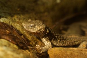 Calotriton des Pyrénées