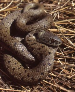 Couleuvre astreptophore