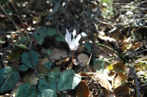 Cyclamen des Baléares