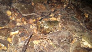 Ecrevisse à pattes blanches