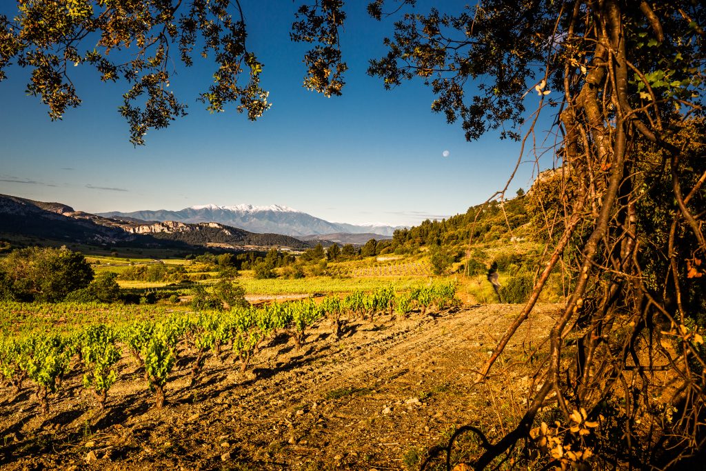 Vignes et Canigó.