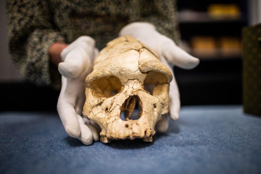 Crâne de l'homme de Tautavel, né il y a 450 000 ans. Doyen des Français. Découvert dans la Caune de l'Arago par Henry et Marie-Antoinette De Lumley. Musée de Tautavel, Centre de Recherche Archéologique, Parc naturel régional Corbières-Fenouillèdes.