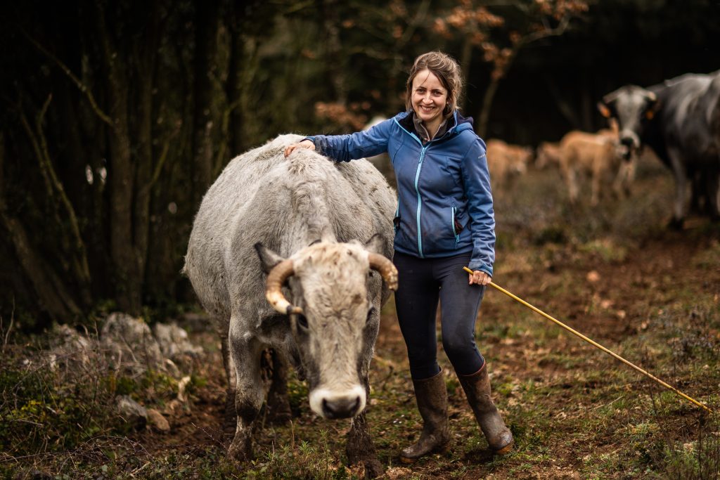 GAEC Le Sarrenc, Auriac, Elodie Sutra éleveuse de vache et veau de race gasconne dans les Corbières audoise, Parc naturel régional Corbières-Fenouillèdes.