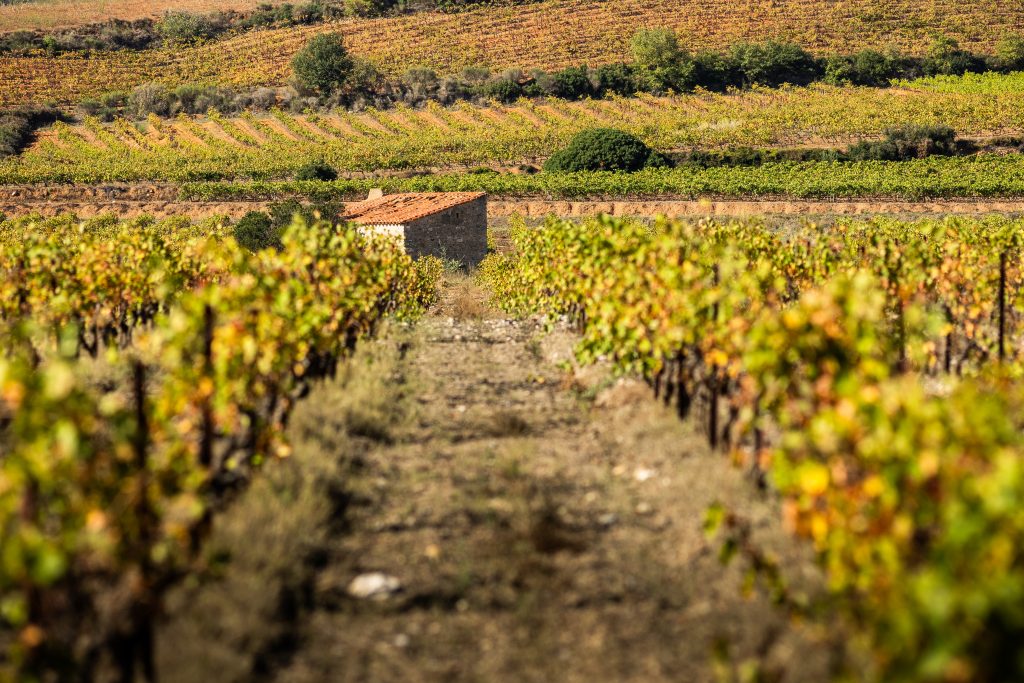 Maury, casot, cabane de viticulteur ou vigneron dans des vignes de grenache, macabeu et carignan.