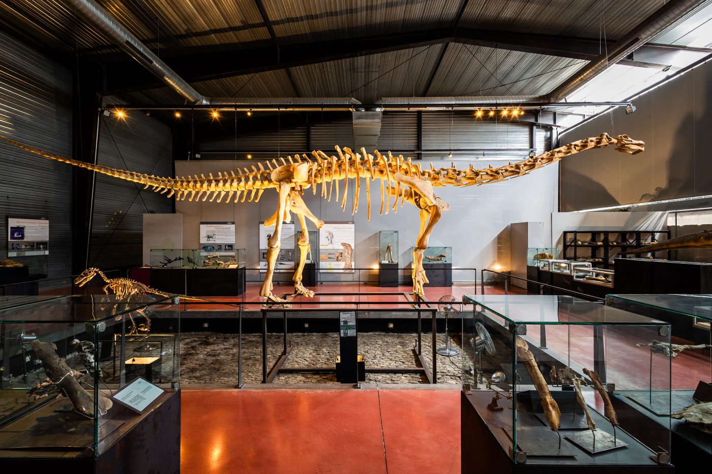 Ampelosaurus, squelette de dinosaure exposée au sein du musée Dinosauria, le musée des dinosaures d'Espéraza