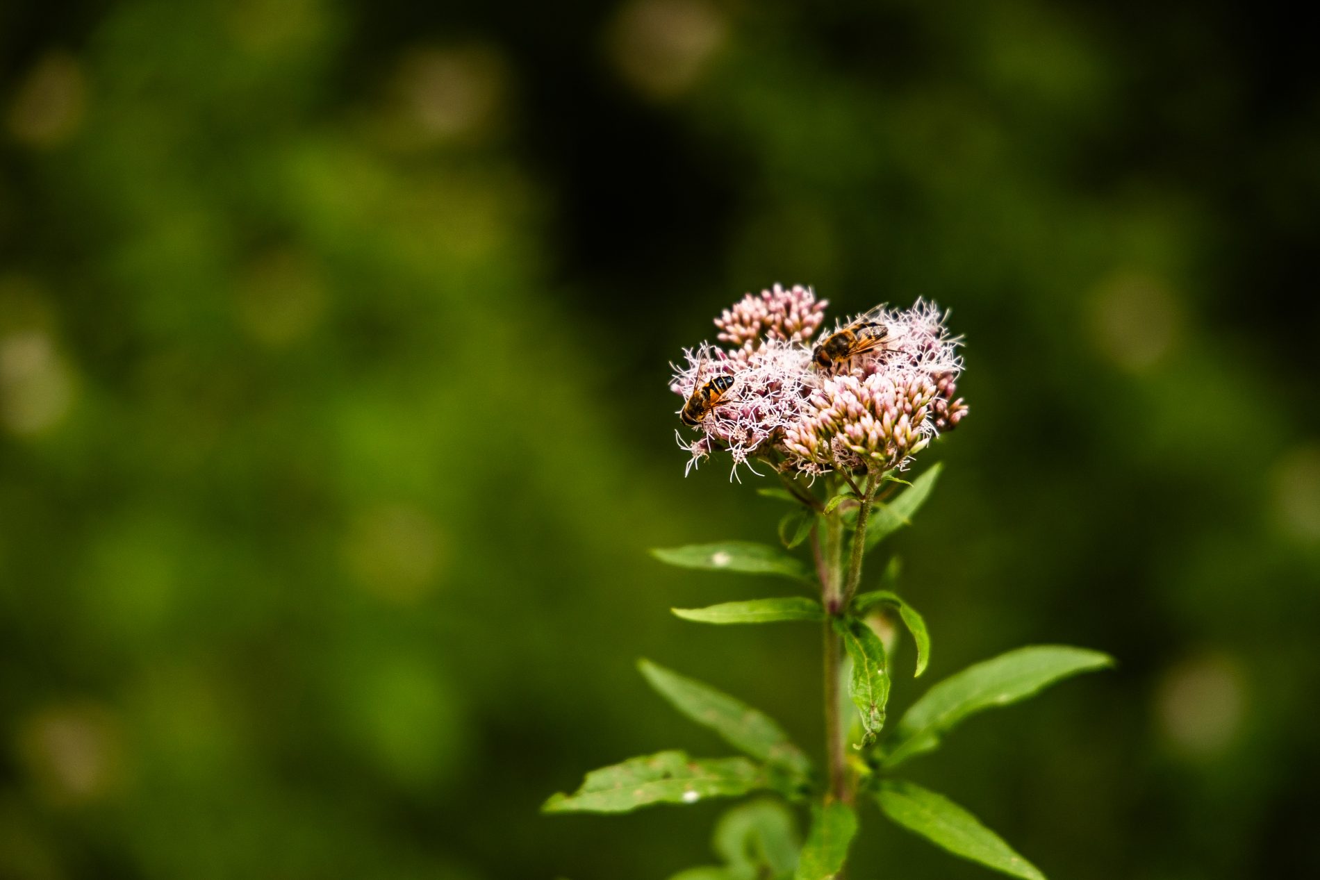 Abeilles butinant une fleur sauvage en sous-bois