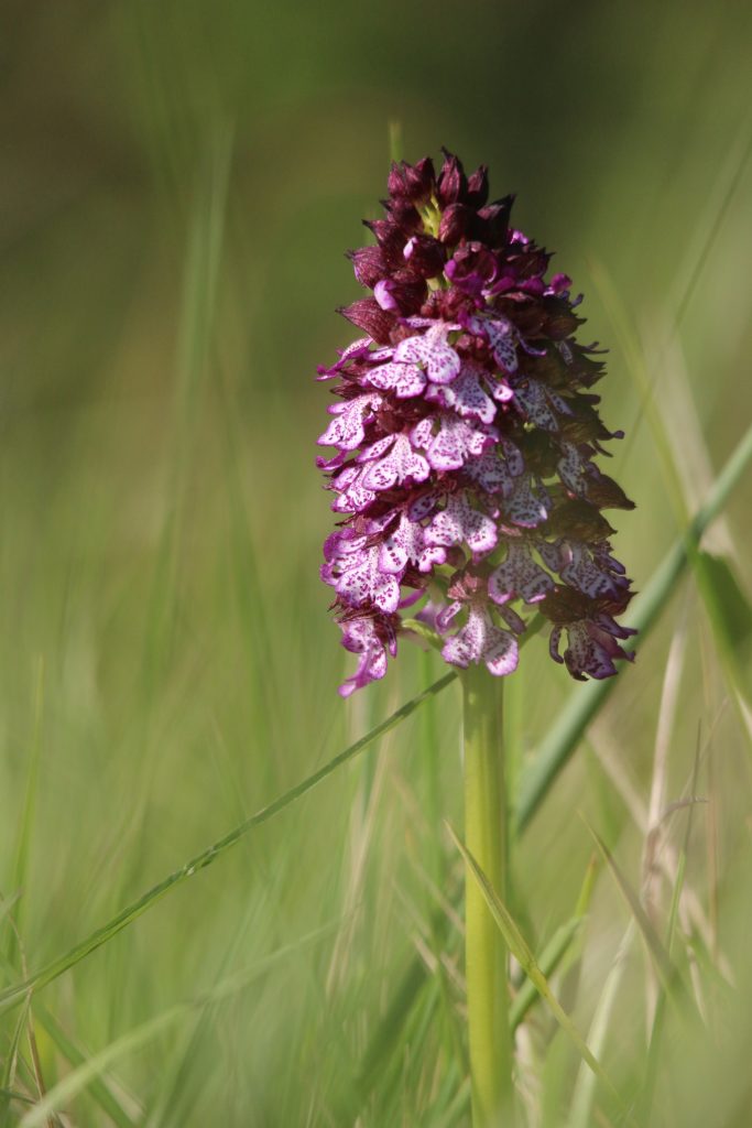 Orchidée, Parc naturel régional Corbières-Fenouillèdes