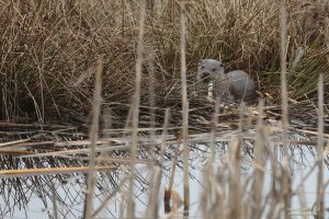 Loutre ayant attrapé un Gardon