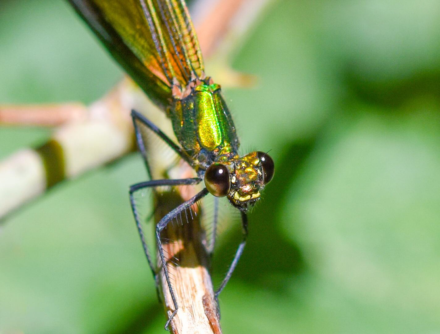Odonate, PNR Corbières-Fenouillèdes