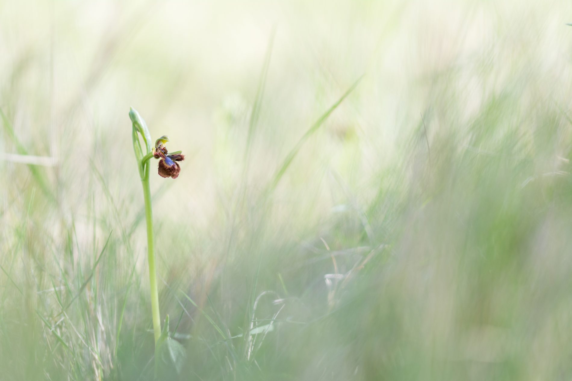 Ophrys miroir (Ophrys speculum)