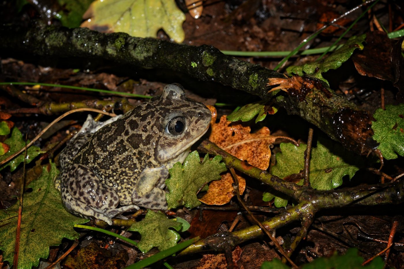 Pélobate cultripède
