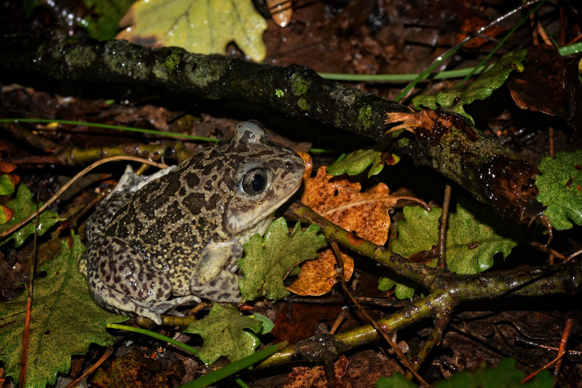 Pélobate cultripède
