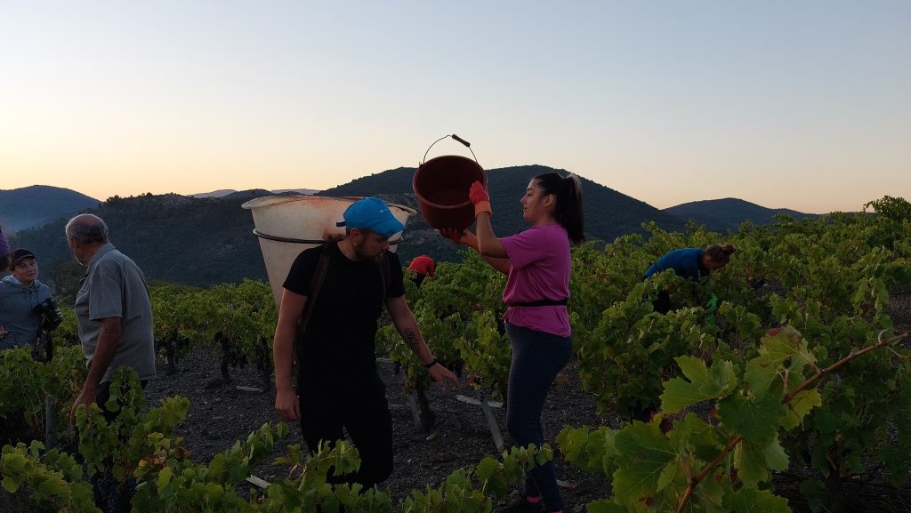 Vendangeurs dans les vignes