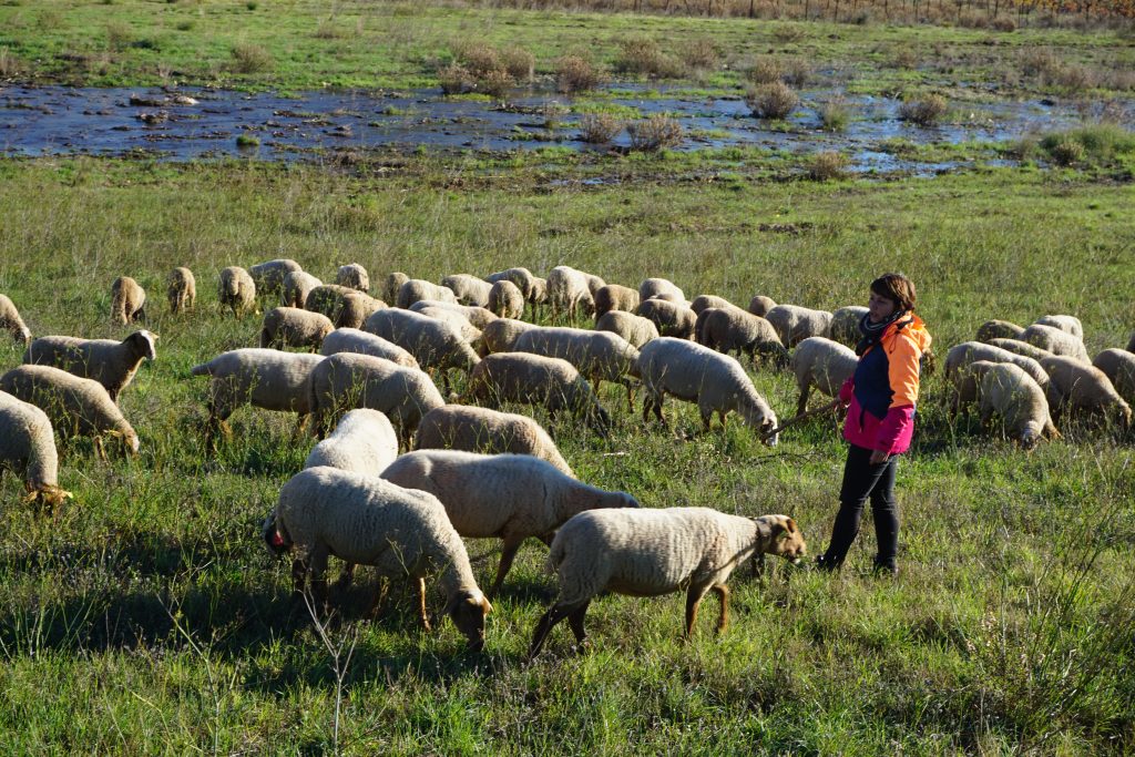 Bergère et ses moutons, Tuchan