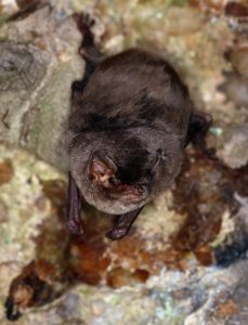 Minioptère de Schreibers