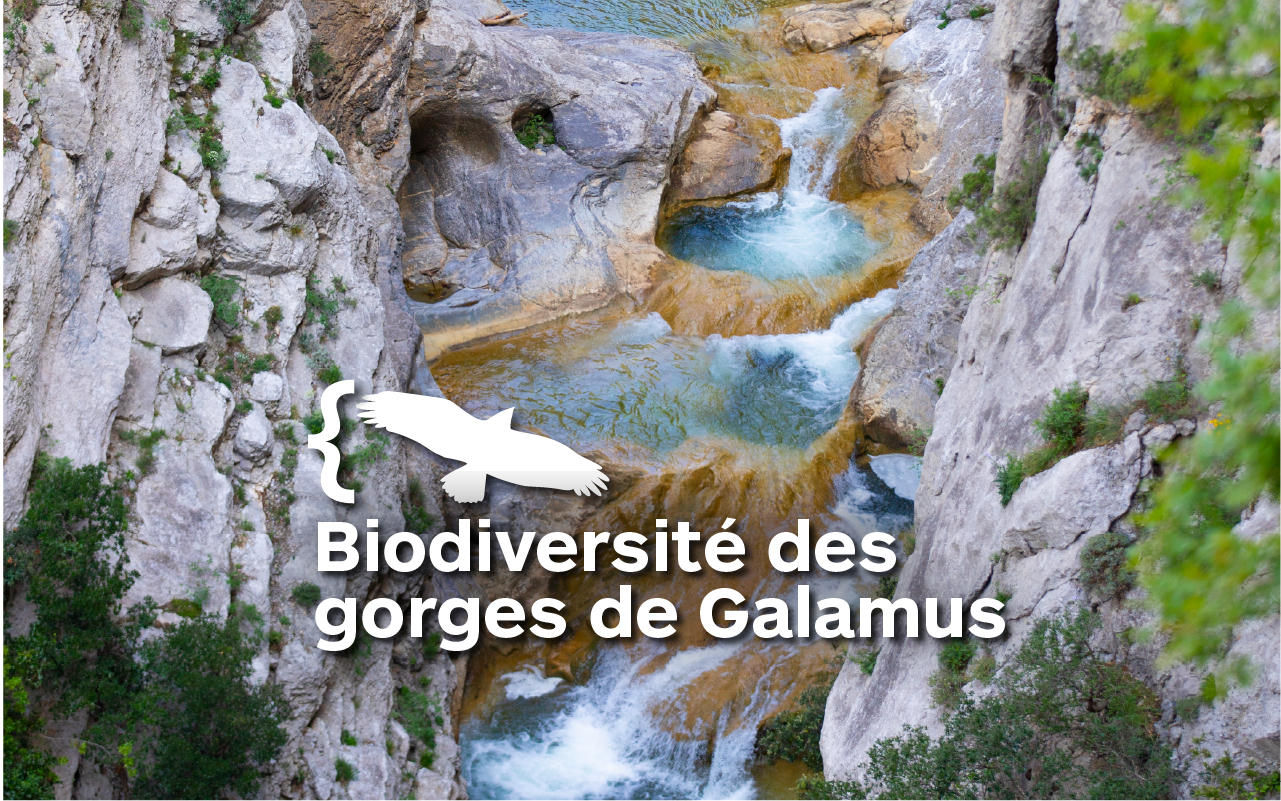 Etude de la biodiversité des gorges de Galamus - Vidéo "Action" du Parc naturel régional Corbières-Fenouillèdes